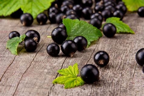 Dried Blackcurrant moisture meter|how to dry black currant in dehydrator.